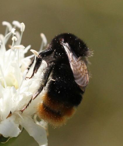 Bombus sp.